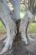 trunk of morten bay fig tree