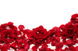 red roses