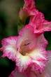 gladilio in morning rain gladilio in morning rain