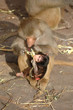 monky family