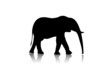 elephant black illustration