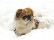 dog in snow