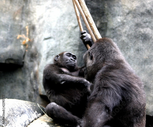 Foto: gorilla and baby gorilla and baby