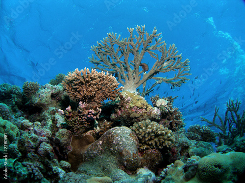 Photo: underwater view underwater view