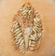 melon seeds