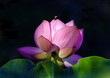 pink lotus and the bee pink lotus and the bee