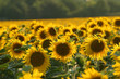 canvas print picture tournesols