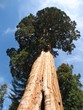 sequoia sequoia