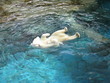 polar bear polar bear