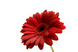 gerbera