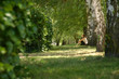 girl thinking in a forest girl thinking in a forest