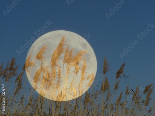 Photo: have a dream have a dream