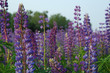 Photo : lavender field