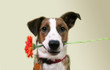 hund mit blume