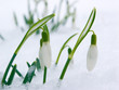 20050223_06.dng schneeglockchen 20050223_06.dng schneeglockchen