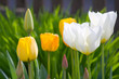 ao_060427_0818.cr2.dng tulpe ao_060427_0818.cr2.dng tulpe
