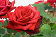 ao_061001_3028.cr2.dng rose ao_061001_3028.cr2.dng rose