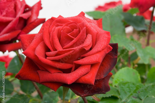 ao_061001_3028.cr2.dng rose