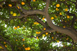 under the lemon tree under the lemon tree