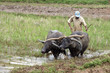 travail de la terre au sri lanka travail de la terre au sri lanka