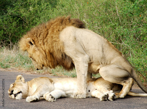 two lions mating