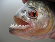 piranha in amazonien