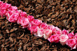 line of pink roses