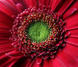 gerbera gerbera