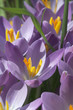 crocusses