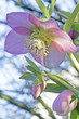 pink lenten rose