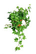 green ivy in pot