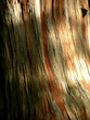 colours of bark