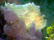 weißer schaukelfisch