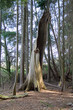 lightening strike tree