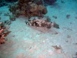 pesce palla