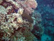 pesce