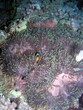 pesce