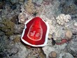 pesce