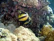 pesce