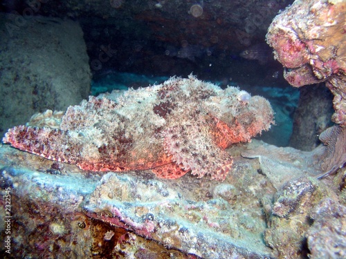 pesce