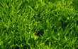 green grass