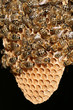 bienen als bauarbeiter bienen als bauarbeiter