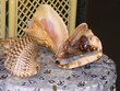 coquillage coquillage