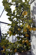 limones-03