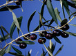 sardegna: olive da olio