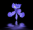 purple iris