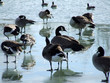 birds on ice birds on ice