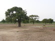 forage en afrique