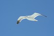 mouette mouette