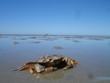strandkrabbe strandkrabbe
